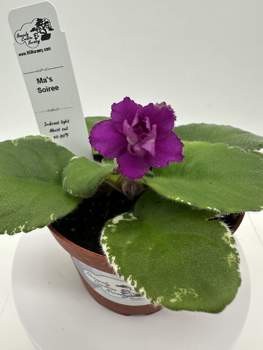 Ma's Soiree - Live African Violet 4"
