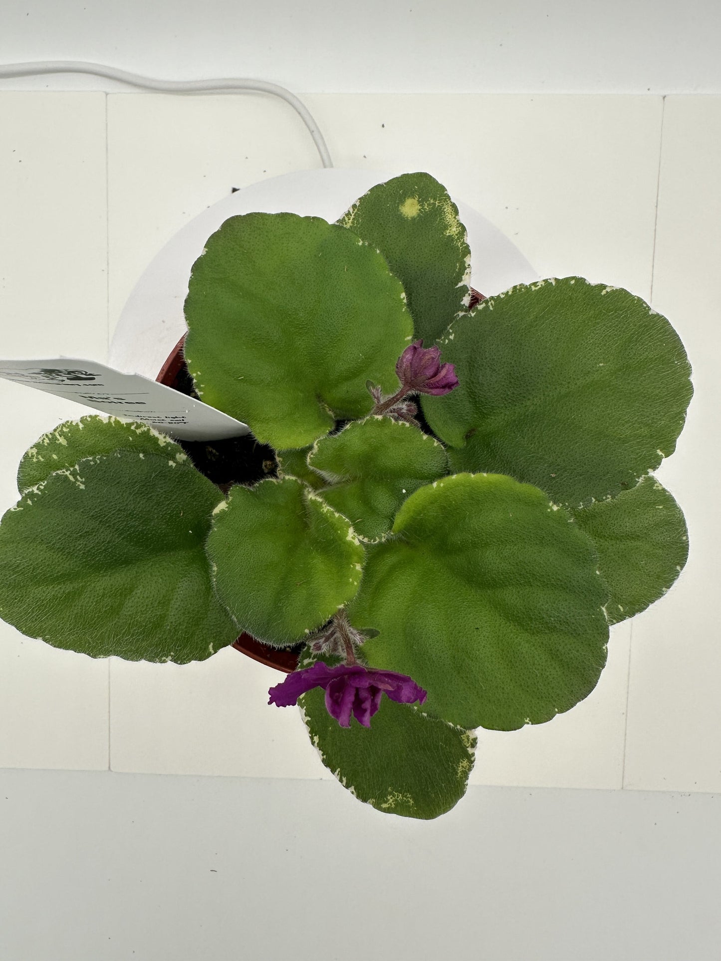 Ma's Soiree - Live African Violet 4"