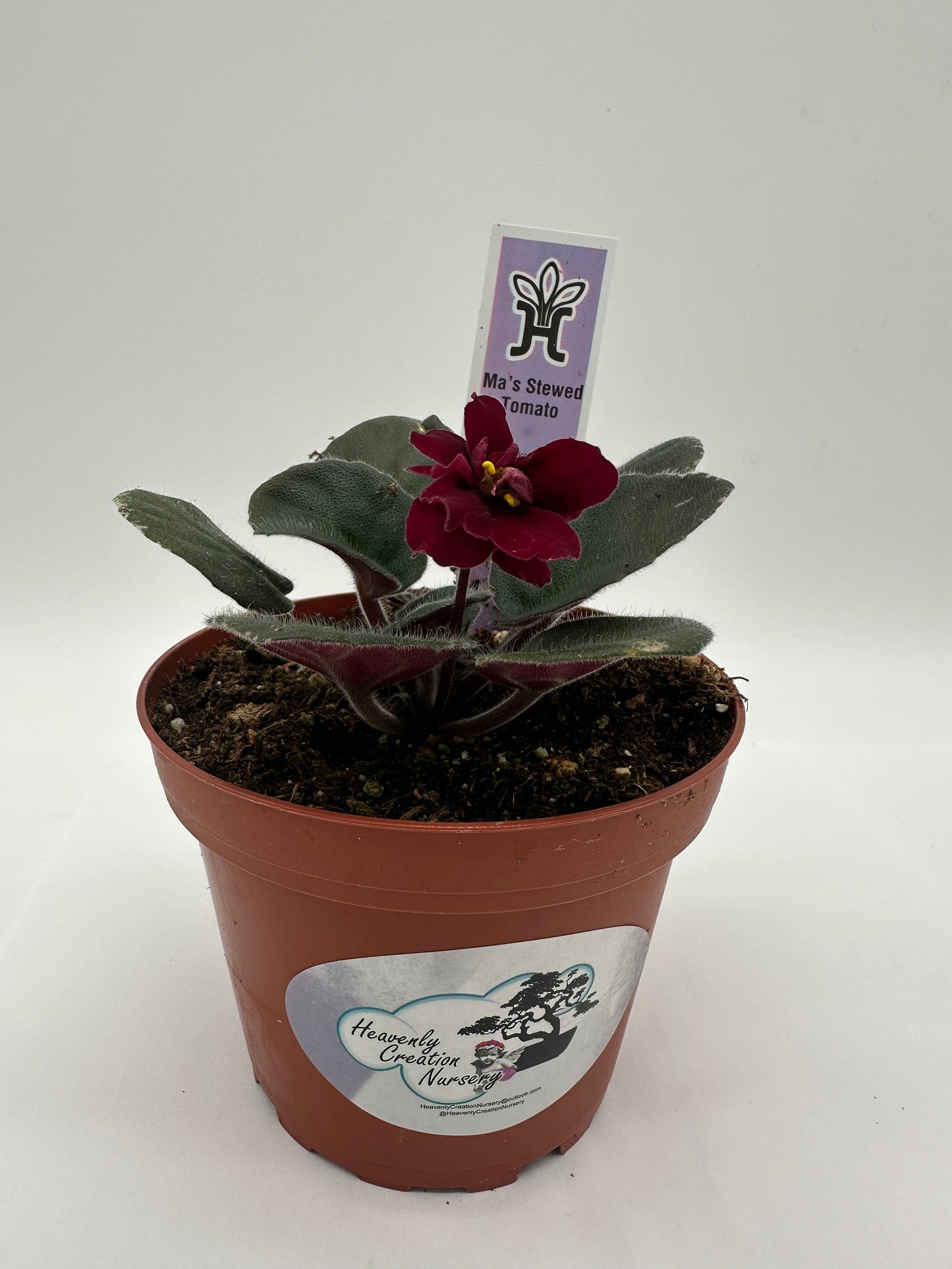 Ma's Stewed Tomato - Live African Violet 4"