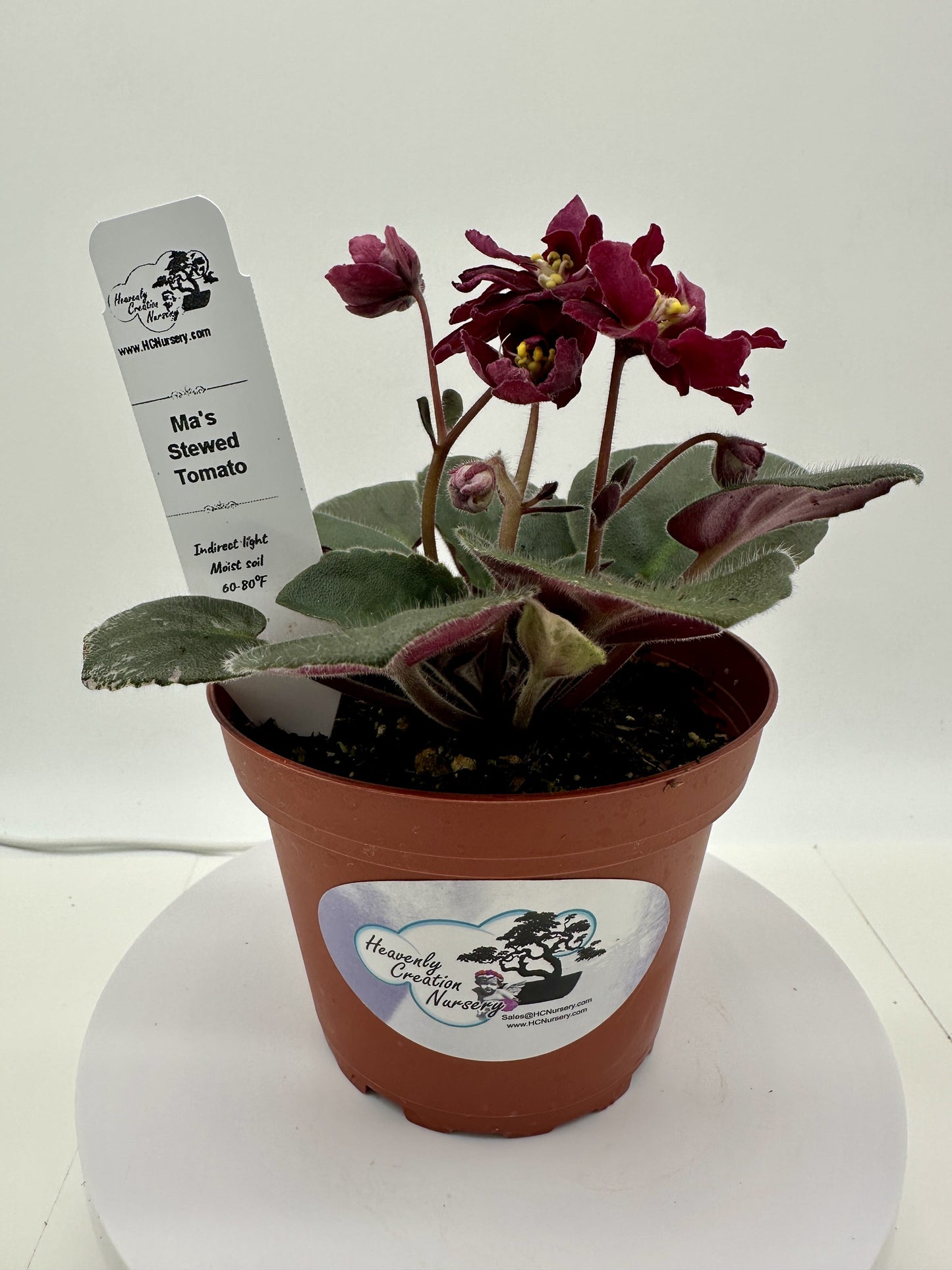 Ma's Stewed Tomato - Live African Violet 4"
