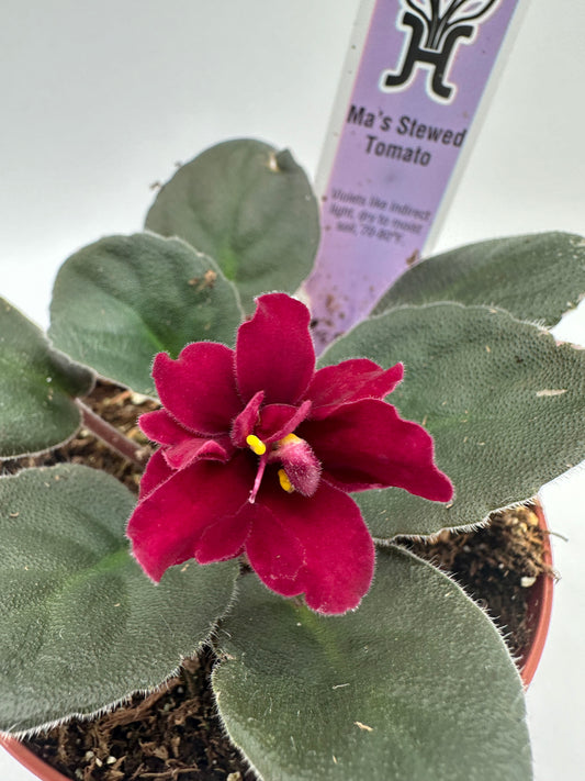 Ma's Stewed Tomato - Live African Violet 4"