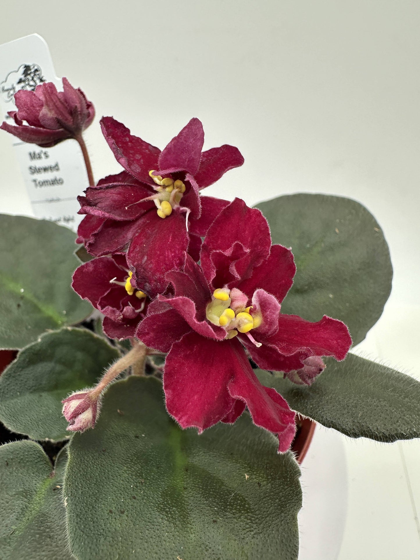 Ma's Stewed Tomato - Live African Violet 4"