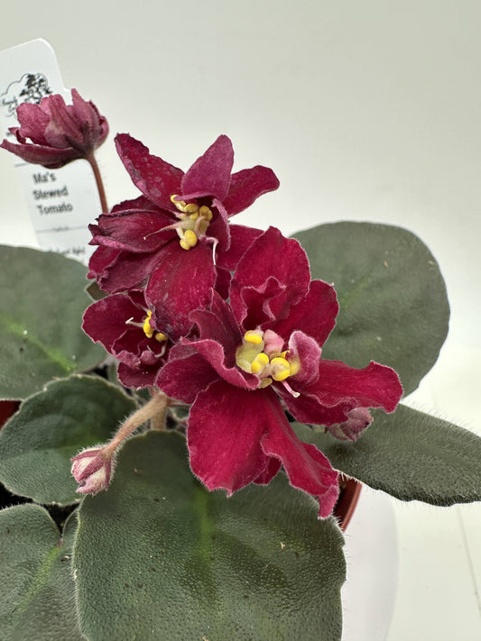 Ma's Stewed Tomato - Live African Violet 4"