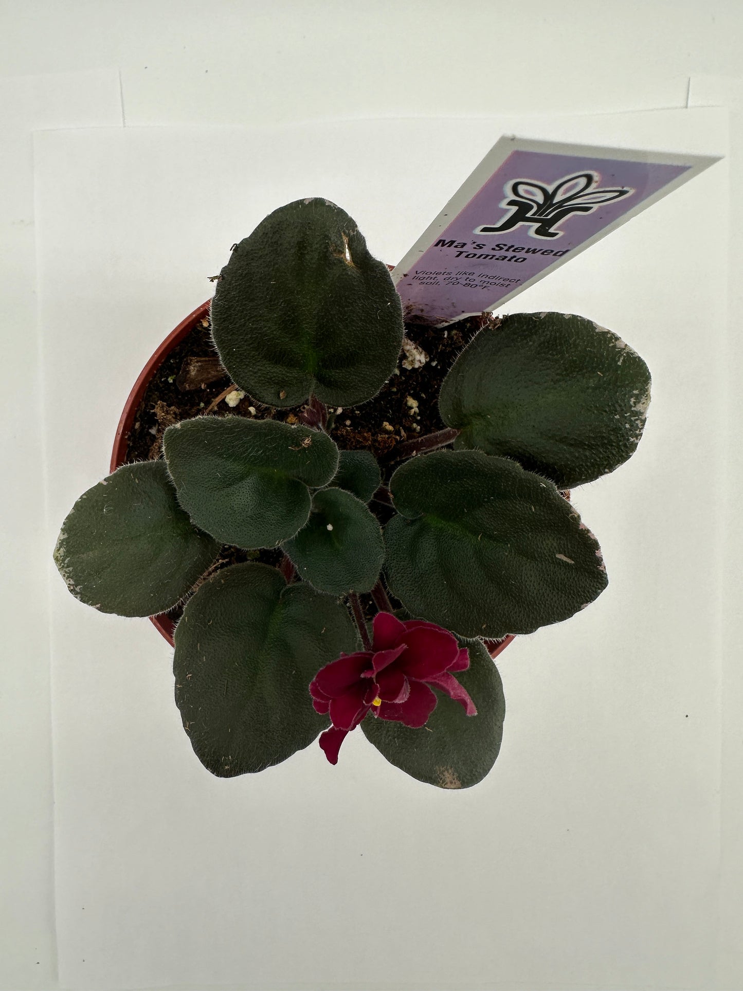 Ma's Stewed Tomato - Live African Violet 4"