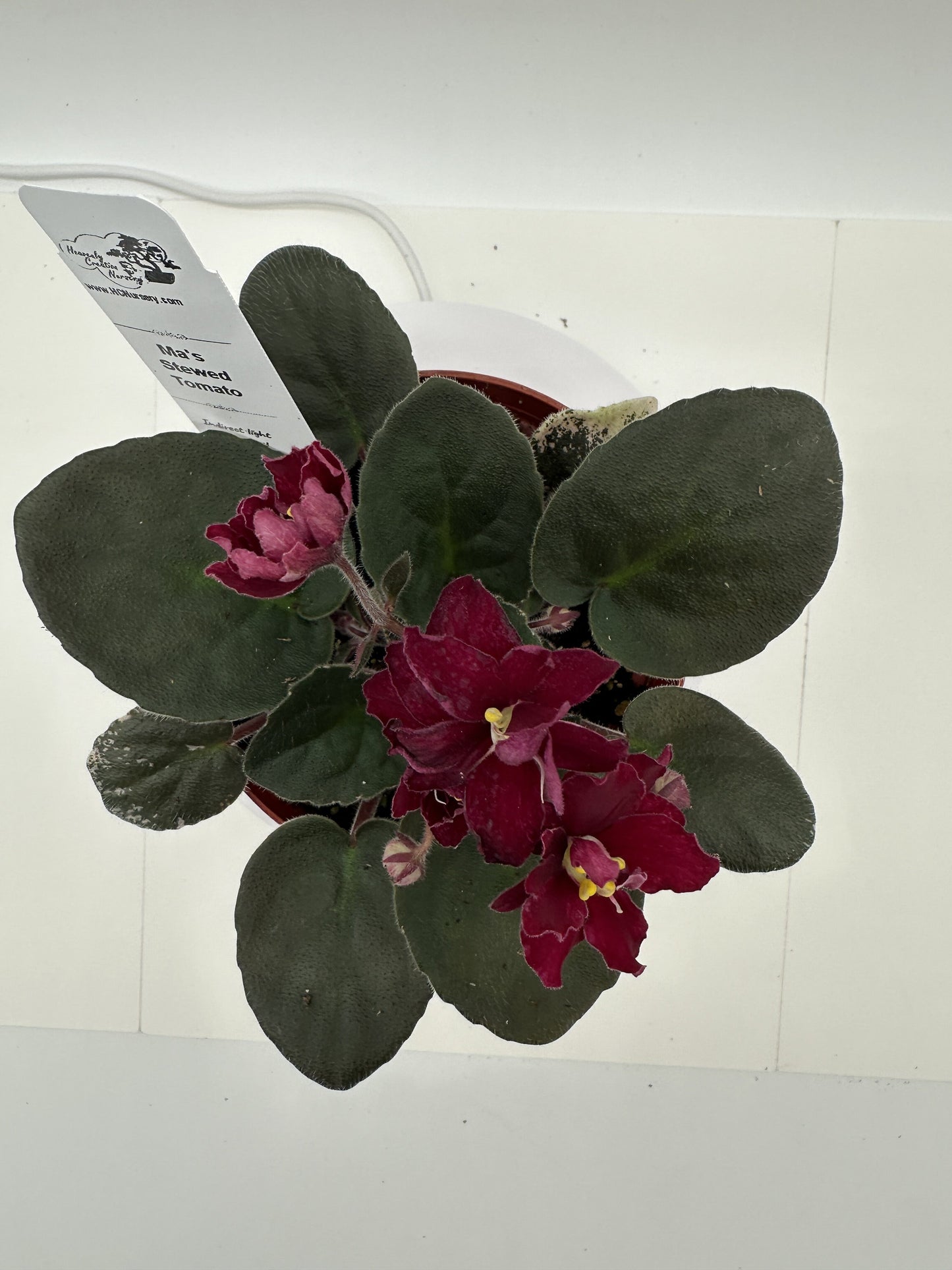 Ma's Stewed Tomato - Live African Violet 4"