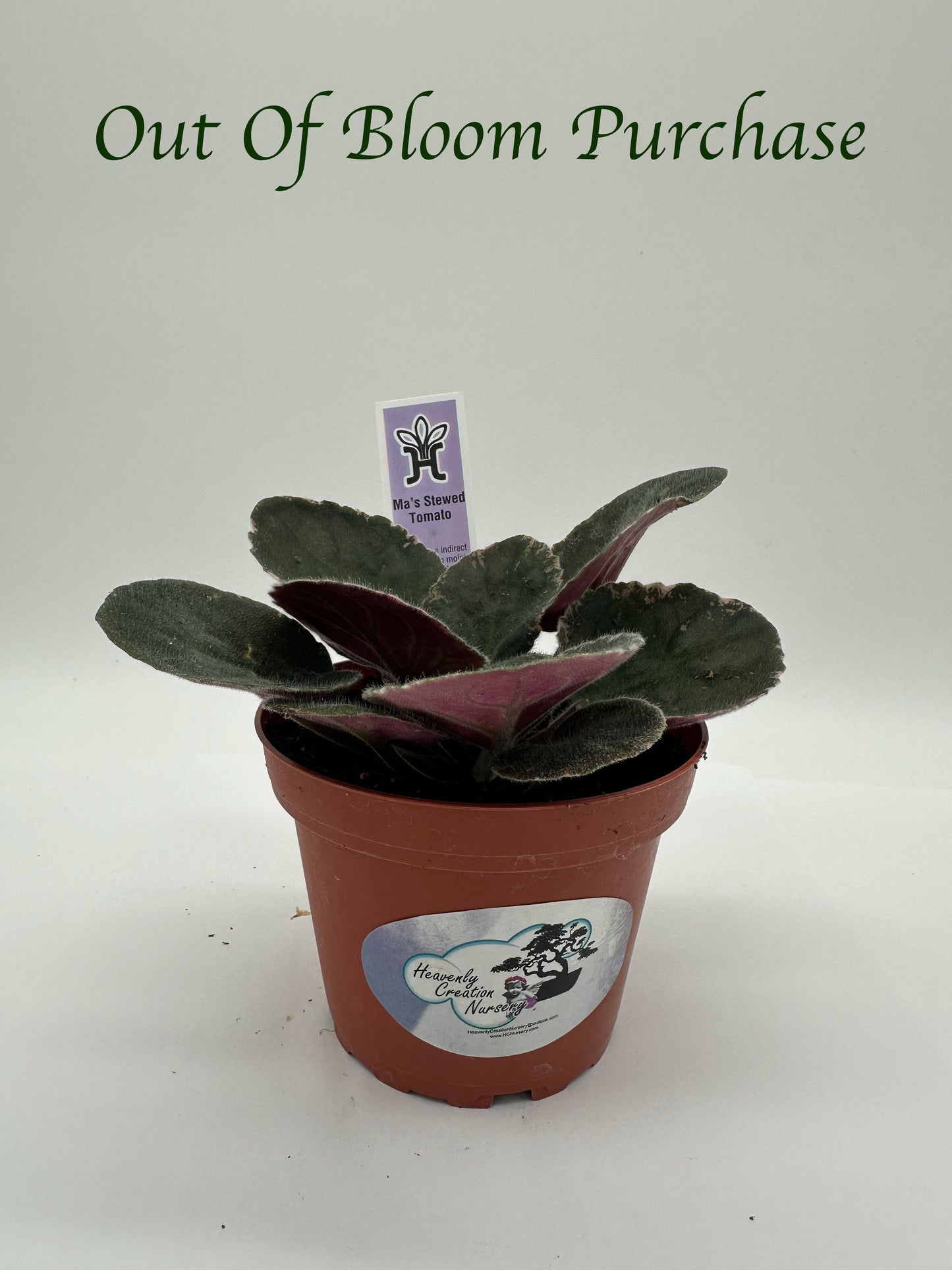 Ma's Stewed Tomato - Live African Violet 4"