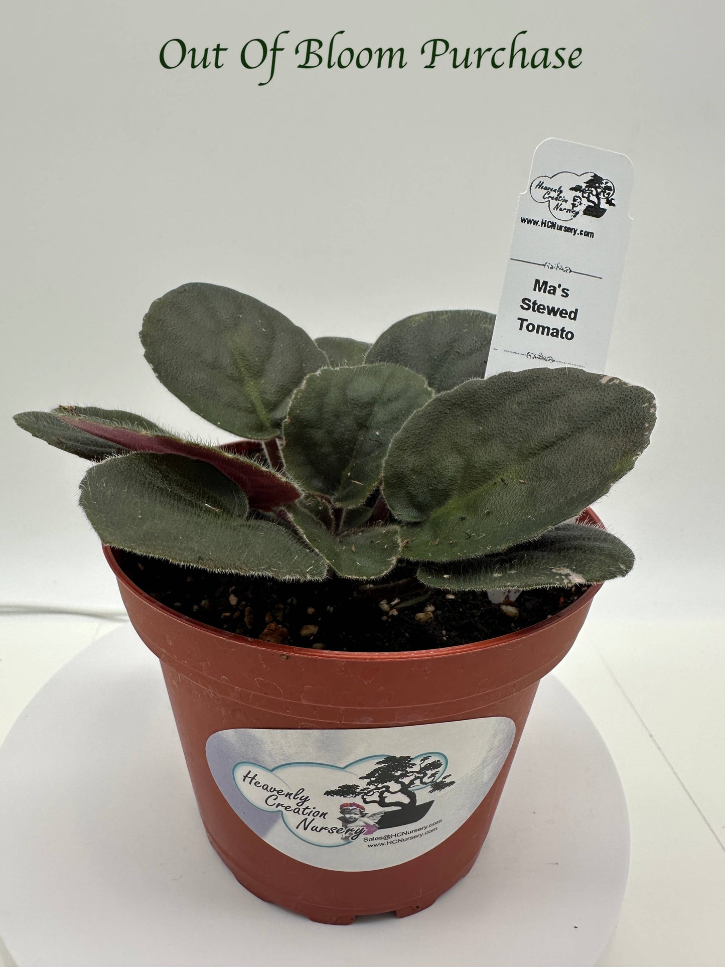 Ma's Stewed Tomato - Live African Violet 4"