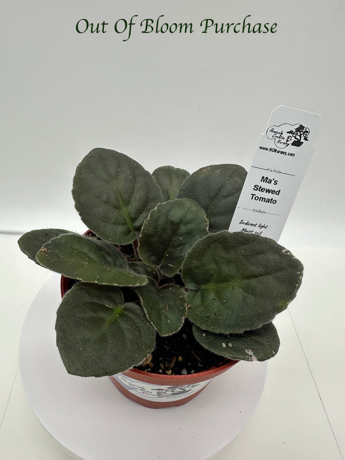 Ma's Stewed Tomato - Live African Violet 4"