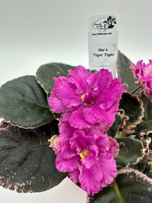Ma's Tiger Tiger - Live African Violet 4"