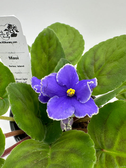 Maui - Live African Violet 4" - Series: Island