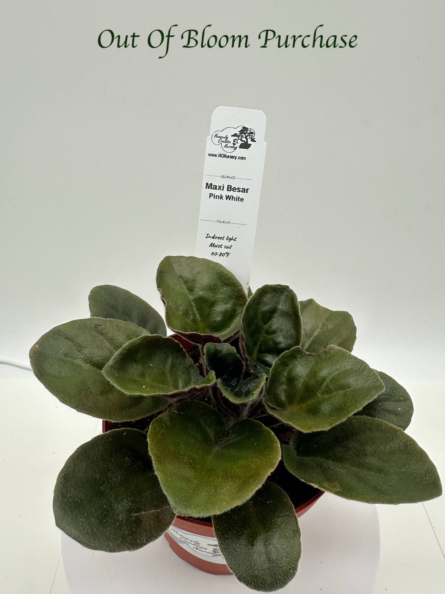 Maxi Besar Pink White - Live African Violet 4"
