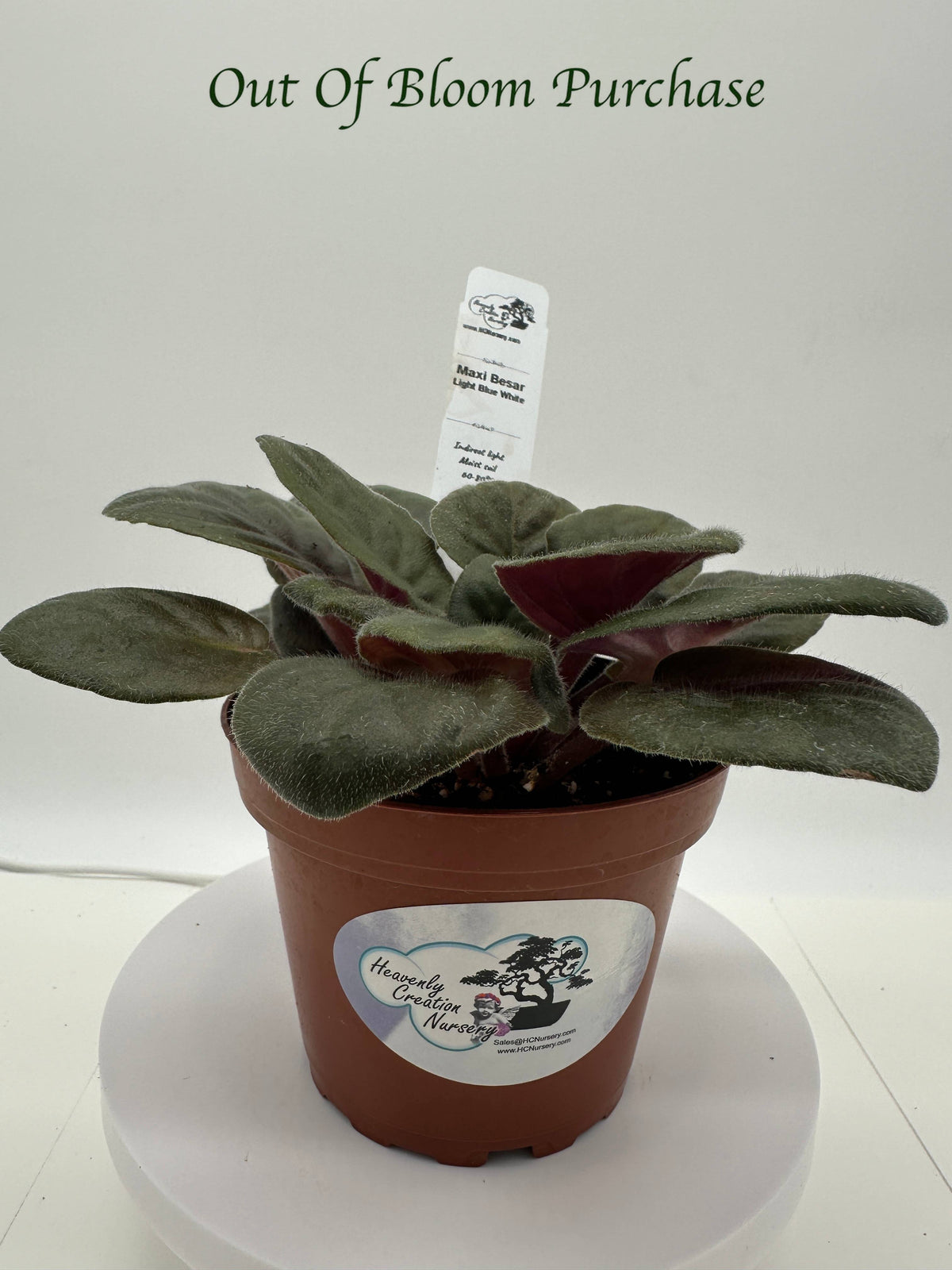 Maxi Besar Light Blue White - Live African Violet 4"