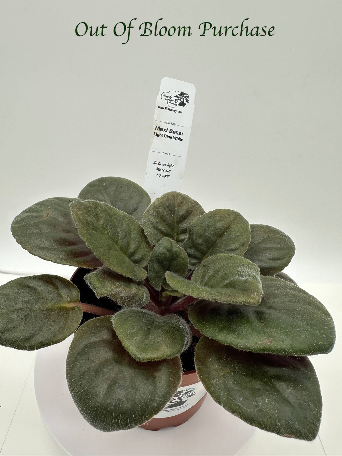 Maxi Besar Light Blue White - Live African Violet 4"