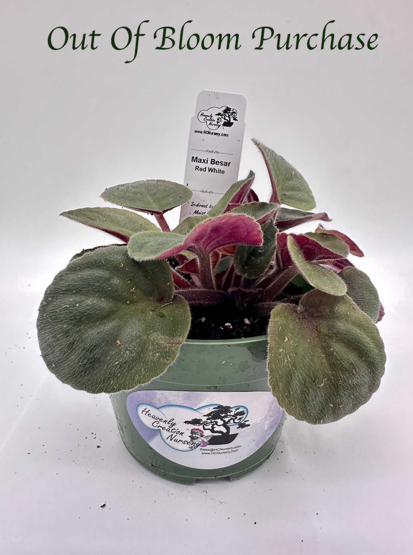 Maxi Besar Red White - Live African Violet 4"
