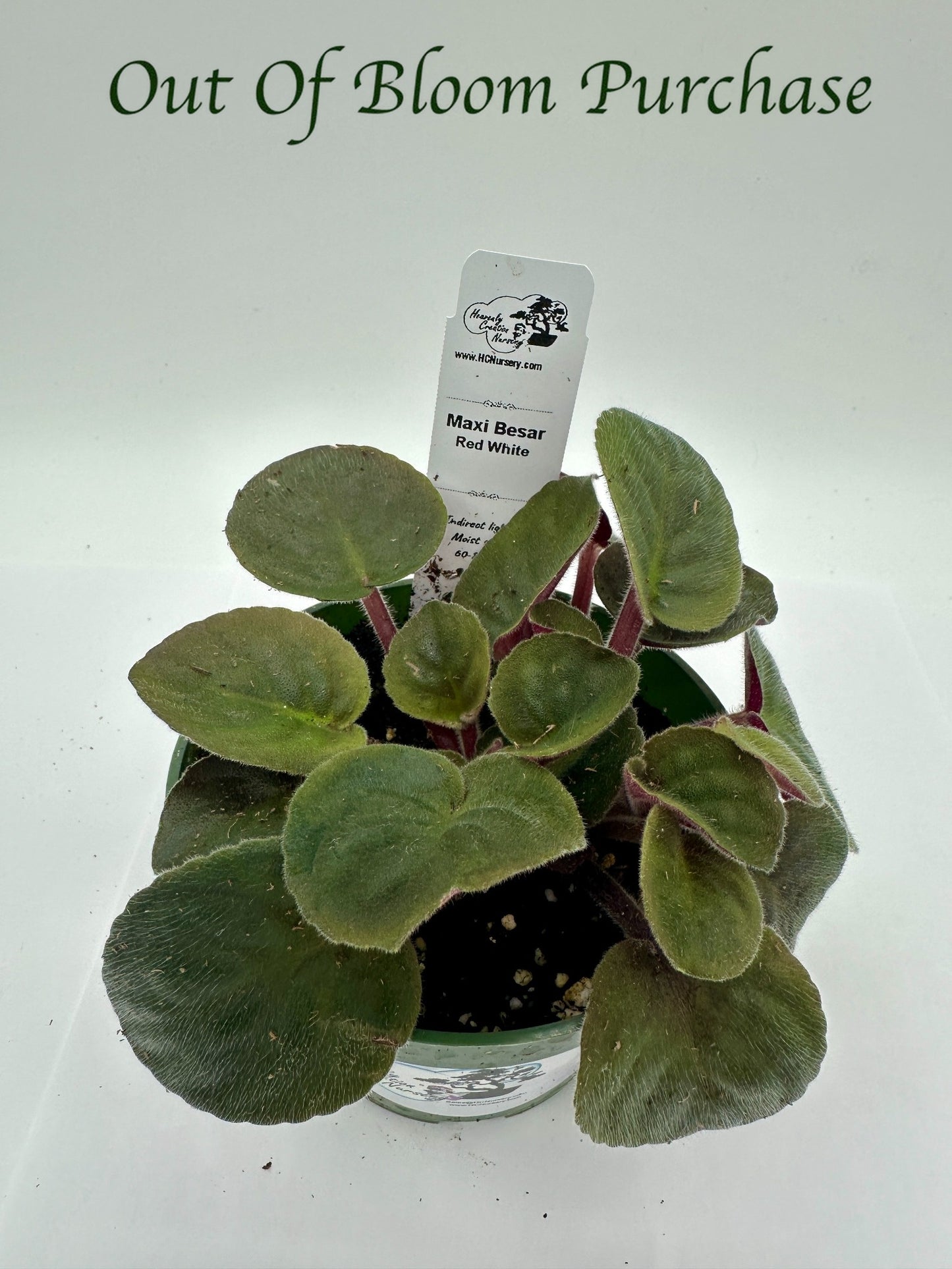 Maxi Besar Red White - Live African Violet 4"
