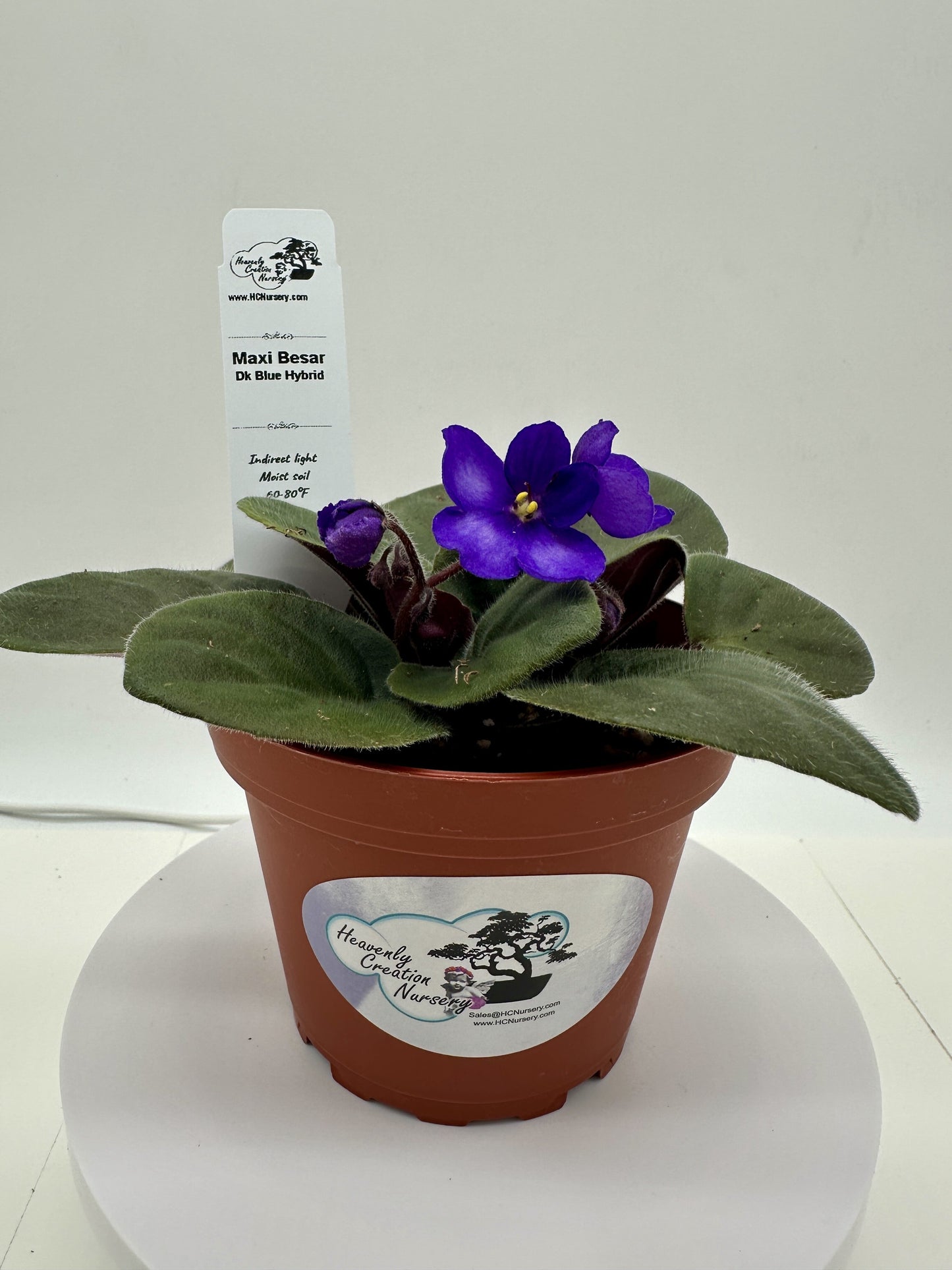 Maxi Besar - Dk Blue Hybrid - Live African Violet 4"