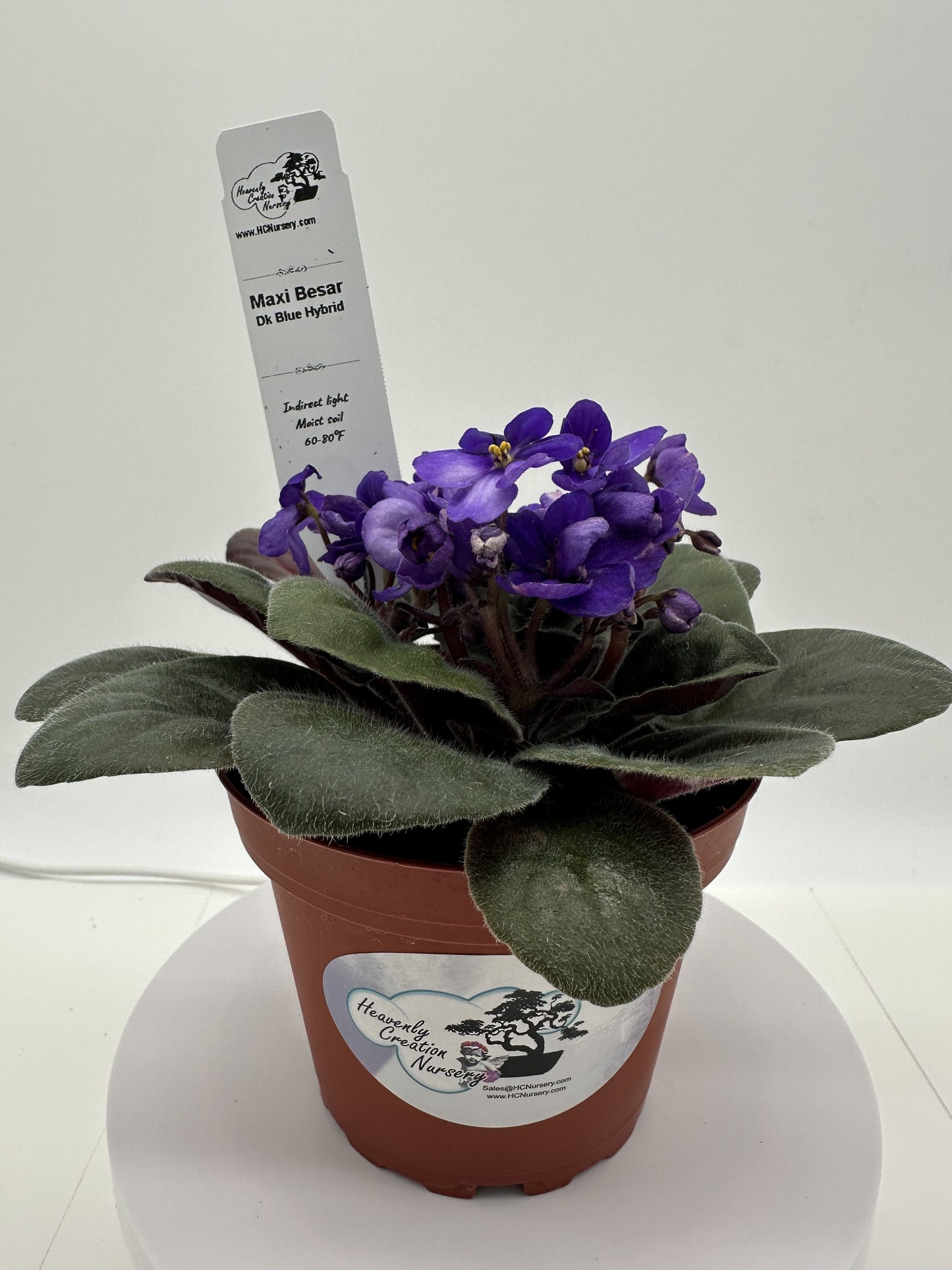 Maxi Besar - Dk Blue Hybrid - Live African Violet 4"