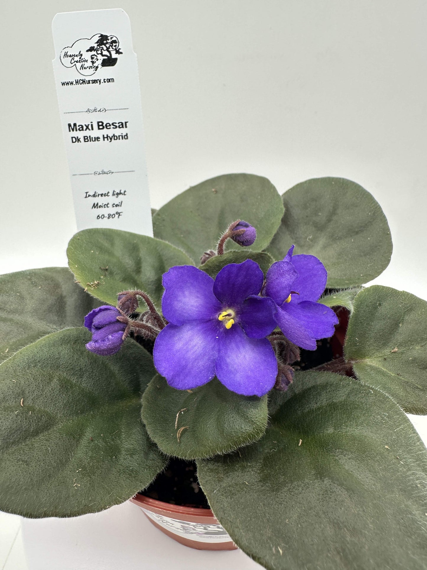 Maxi Besar - Dk Blue Hybrid - Live African Violet 4"