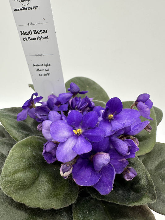 Maxi Besar - Dk Blue Hybrid - Live African Violet 4"