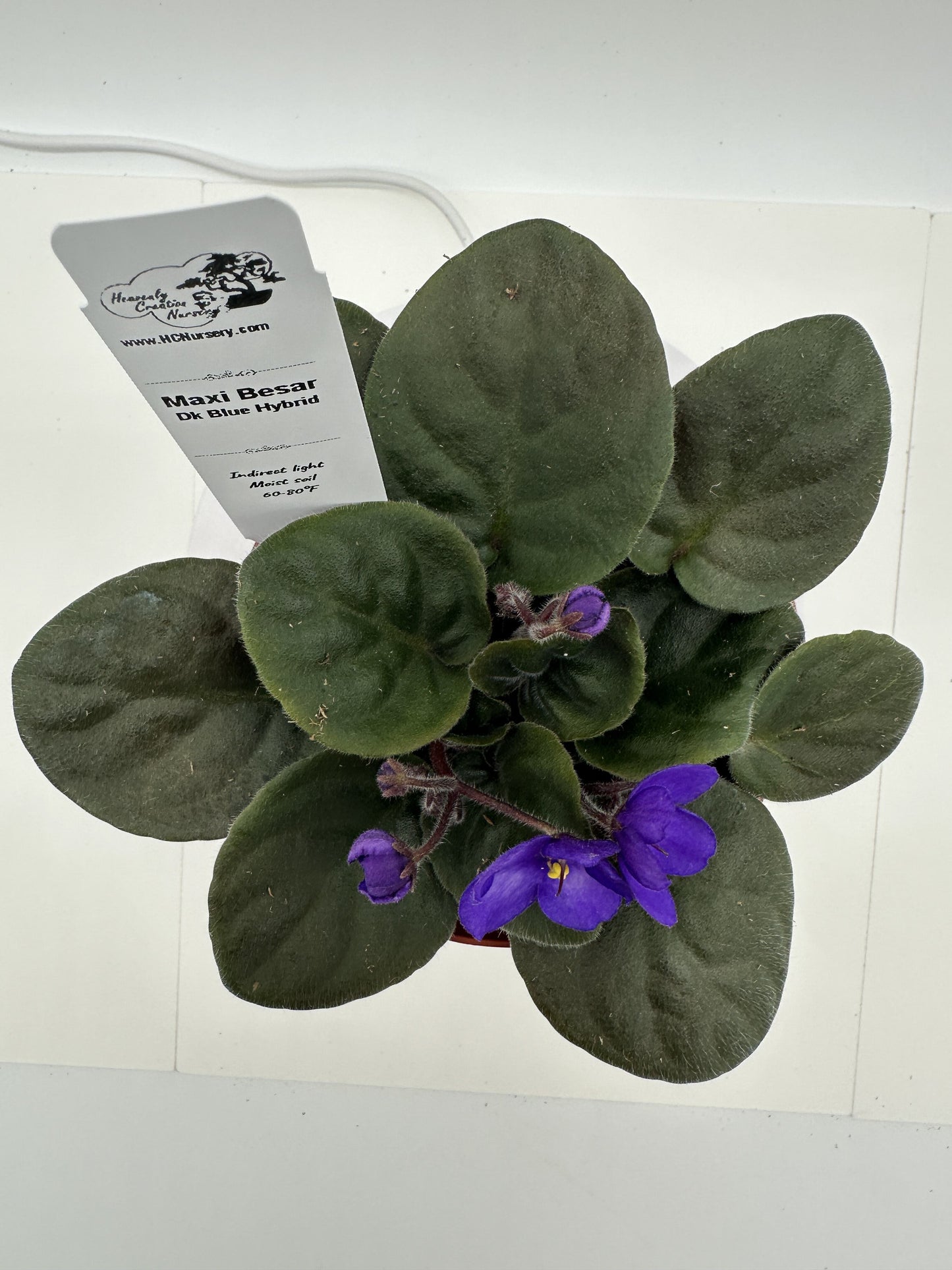 Maxi Besar - Dk Blue Hybrid - Live African Violet 4"