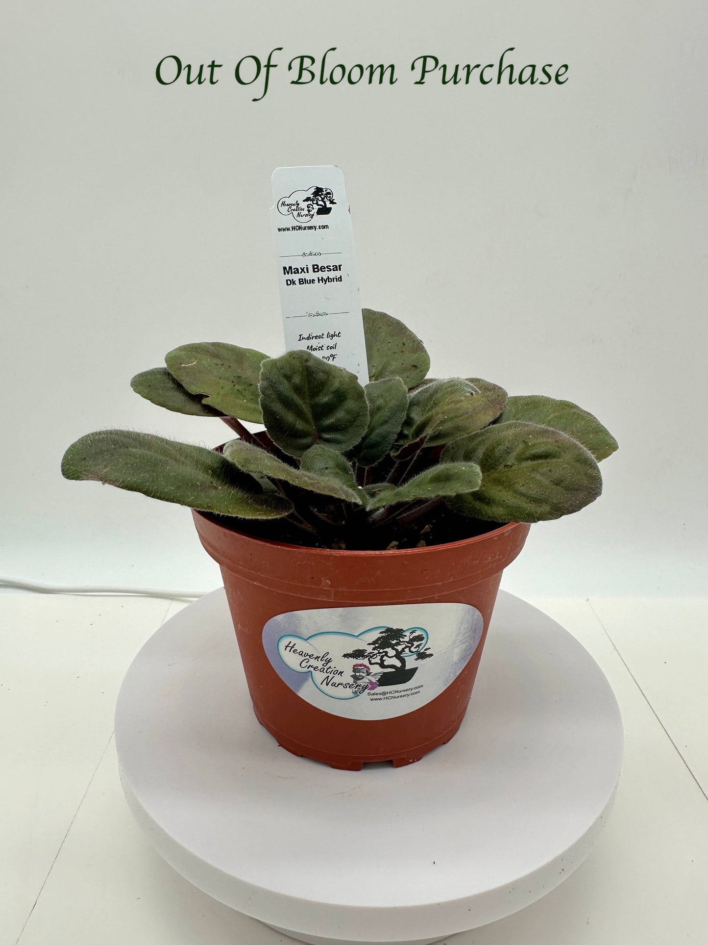 Maxi Besar - Dk Blue Hybrid - Live African Violet 4"