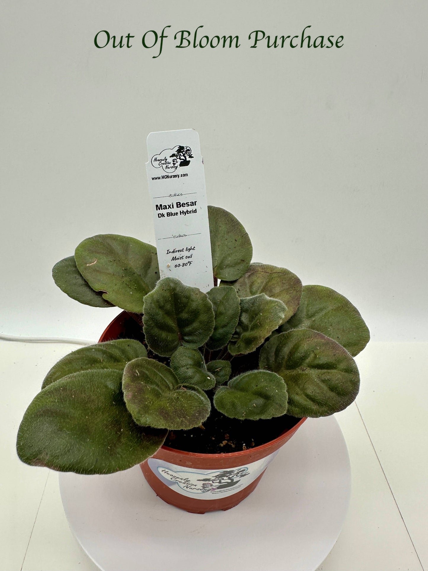 Maxi Besar - Dk Blue Hybrid - Live African Violet 4"