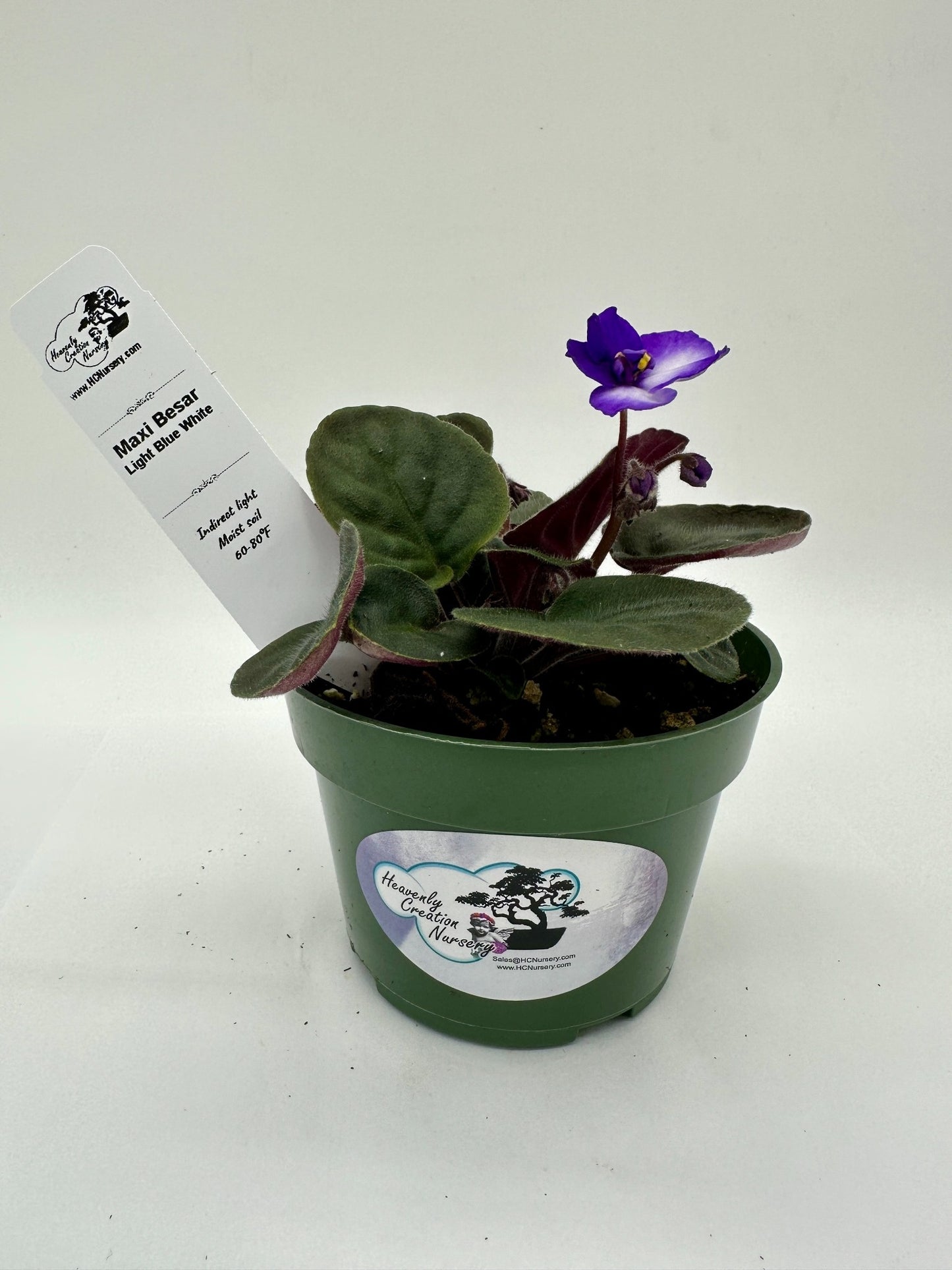 Maxi Catherina Light Blue White - Live African Violet 4"