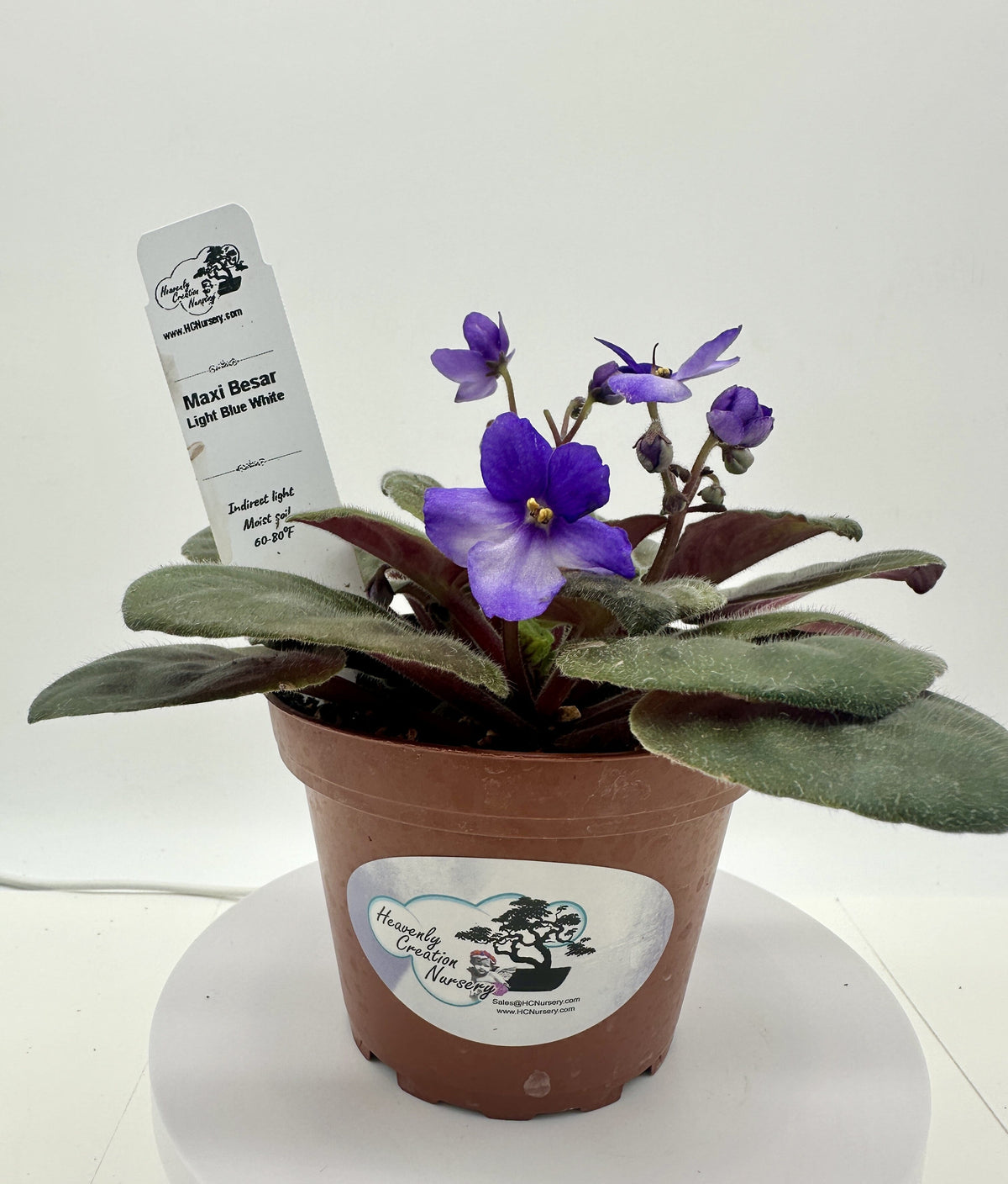 Maxi Besar Light Blue White - Live African Violet 4"