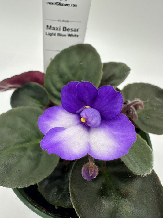 Maxi Catherina Light Blue White - Live African Violet 4"