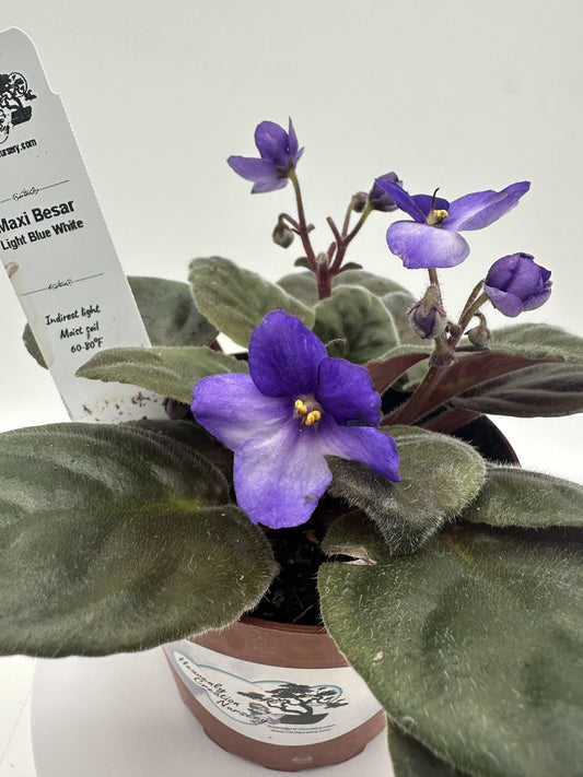 Maxi Besar Light Blue White - Live African Violet 4"