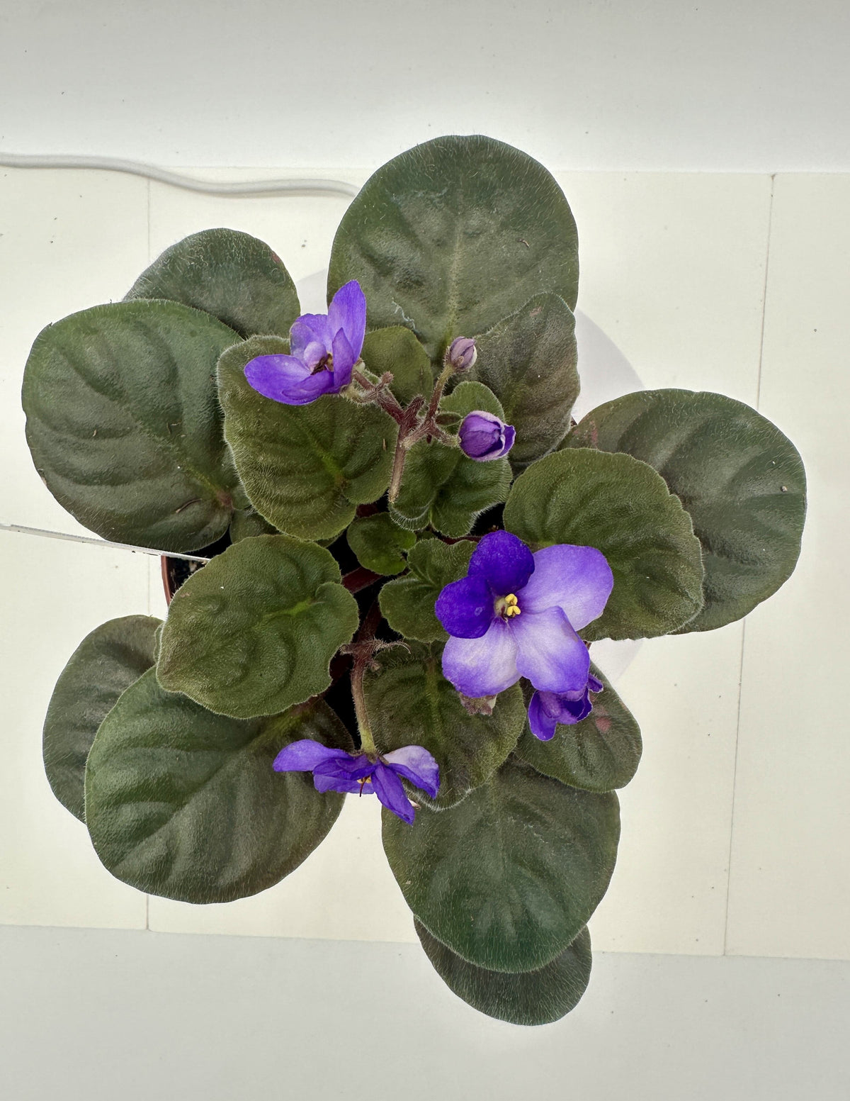 Maxi Besar Light Blue White - Live African Violet 4"