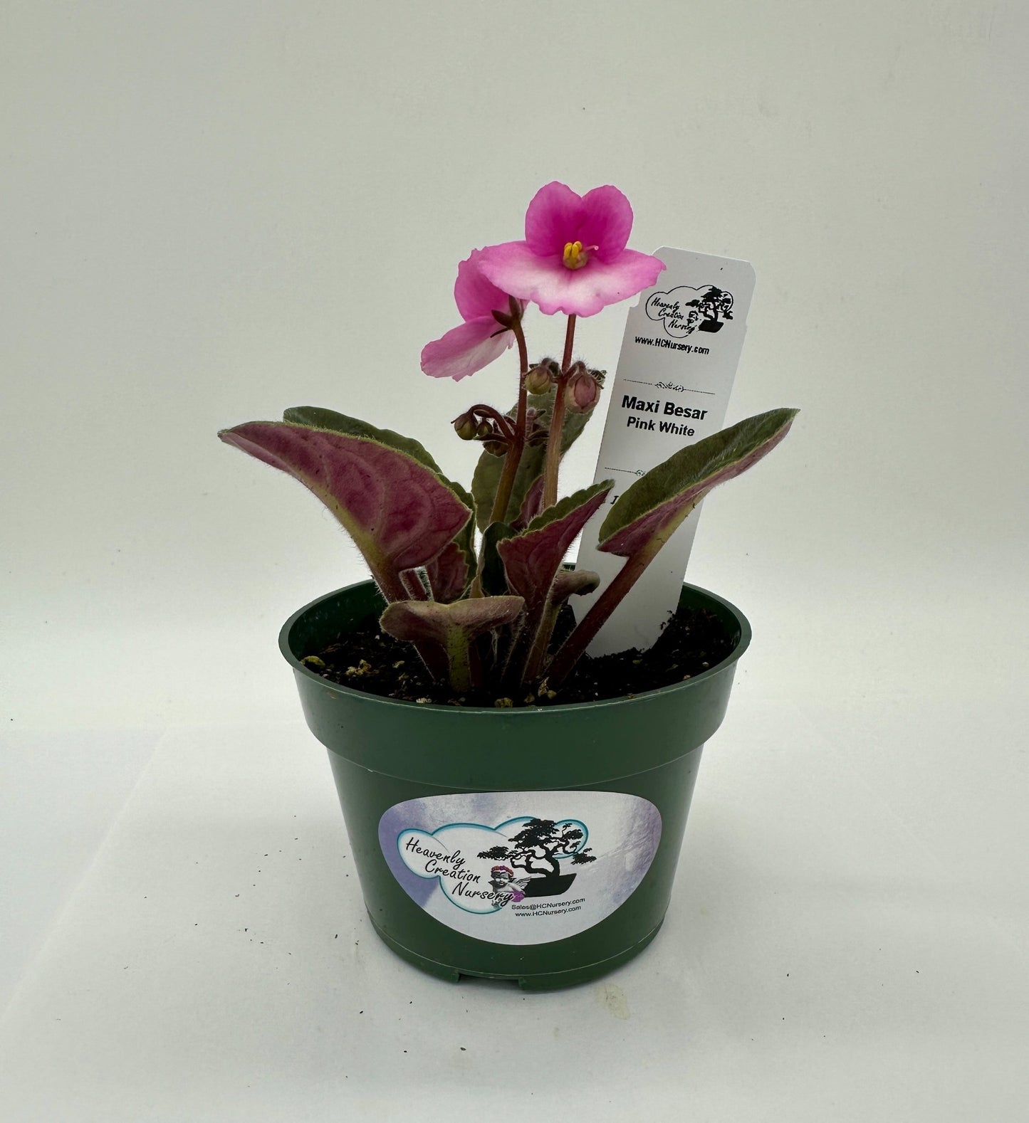 Maxi Catherina Pink White - Live African Violet 4"