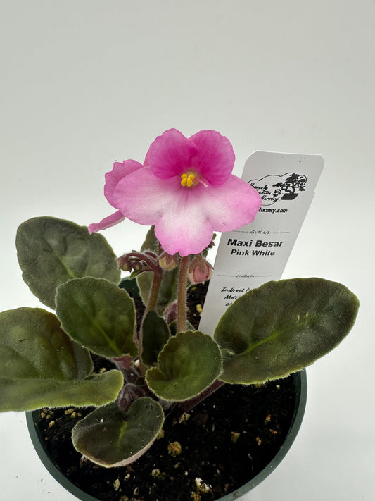 Maxi Catherina Pink White - Live African Violet 4"