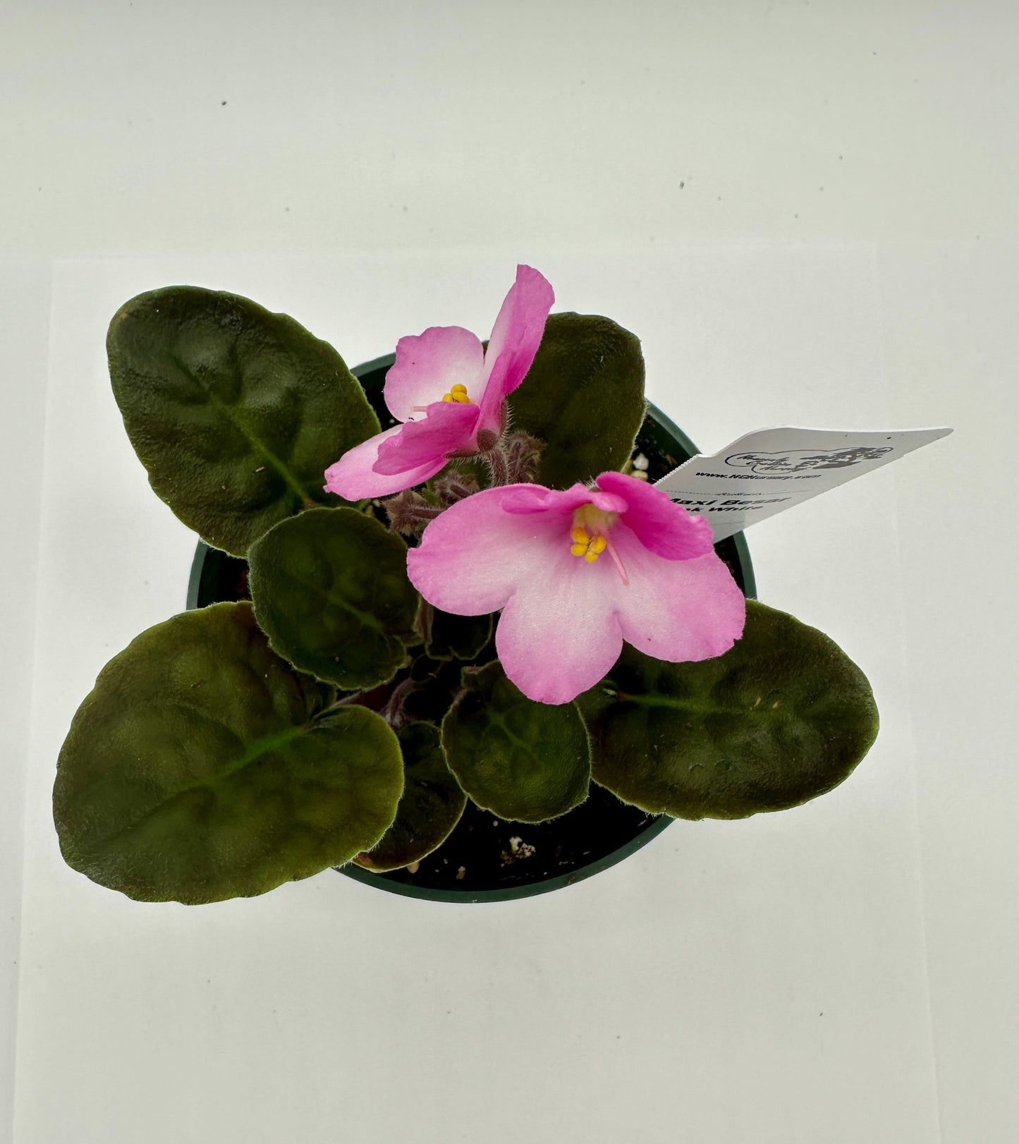 Maxi Catherina Pink White - Live African Violet 4"