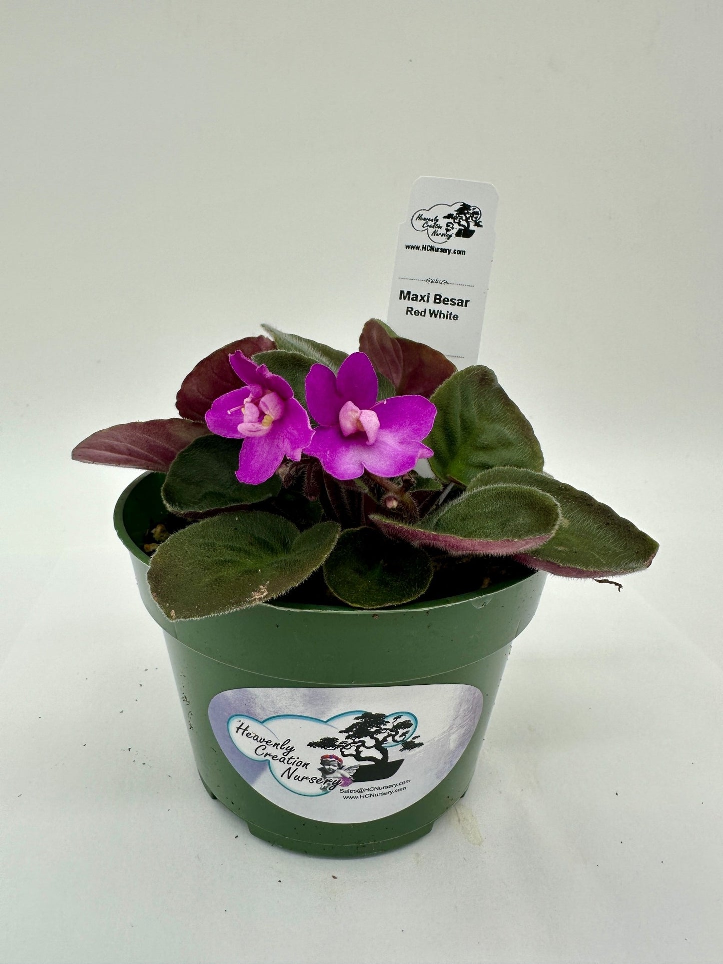 Maxi Catherina Red White - Live African Violet 4"