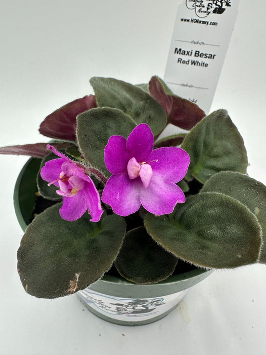 Maxi Catherina Red White - Live African Violet 4"