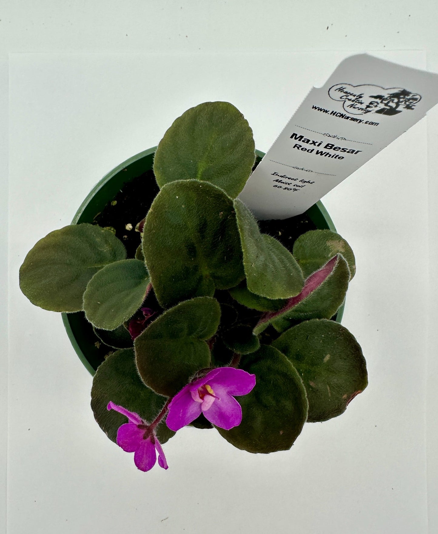 Maxi Catherina Red White - Live African Violet 4"