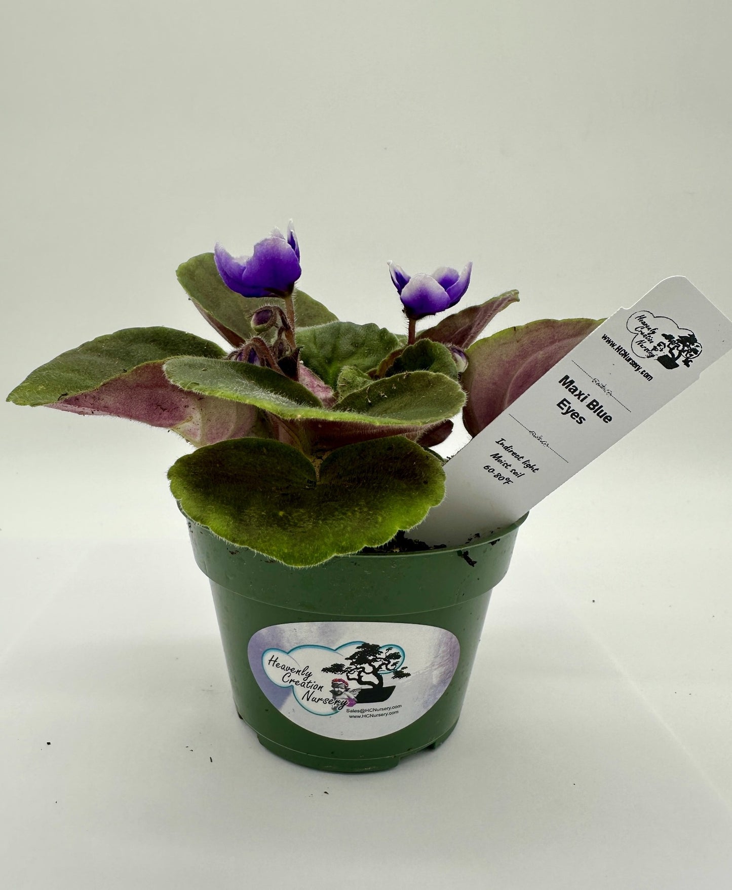 Maxi Blue Eyes - Live African Violet 4"