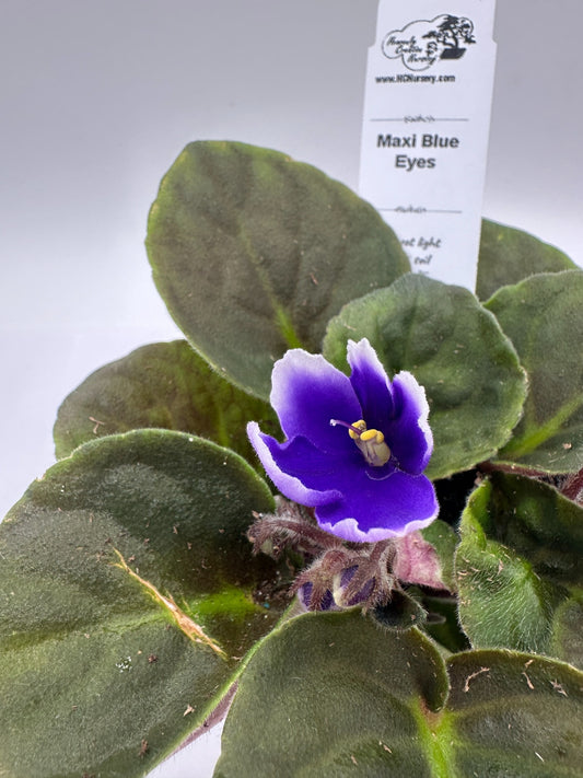 Maxi Blue Eyes - Live African Violet 4"