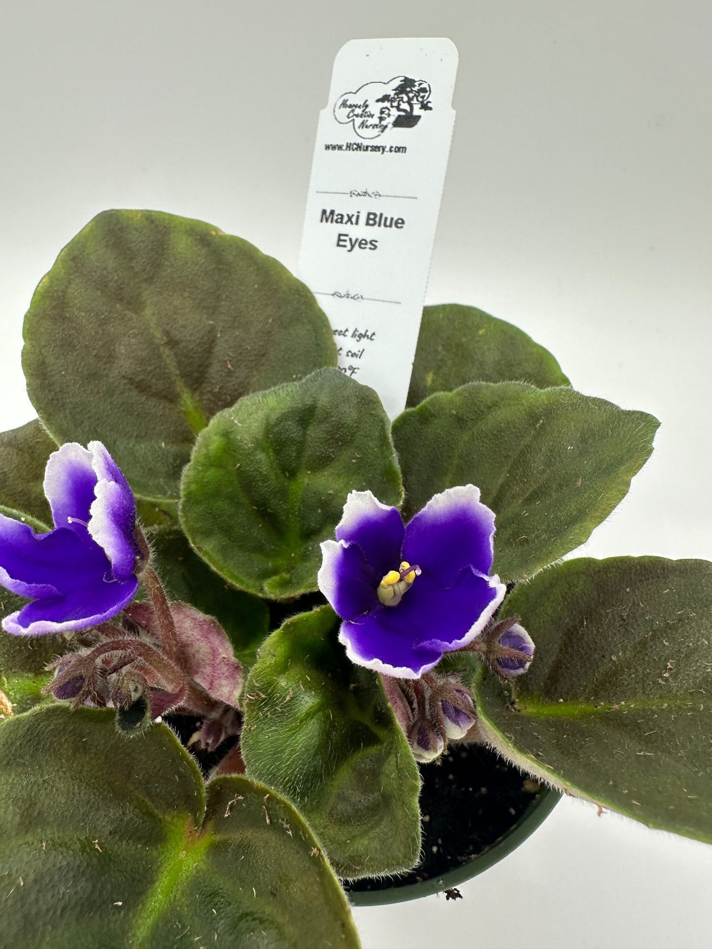Maxi Blue Eyes - Live African Violet 4"