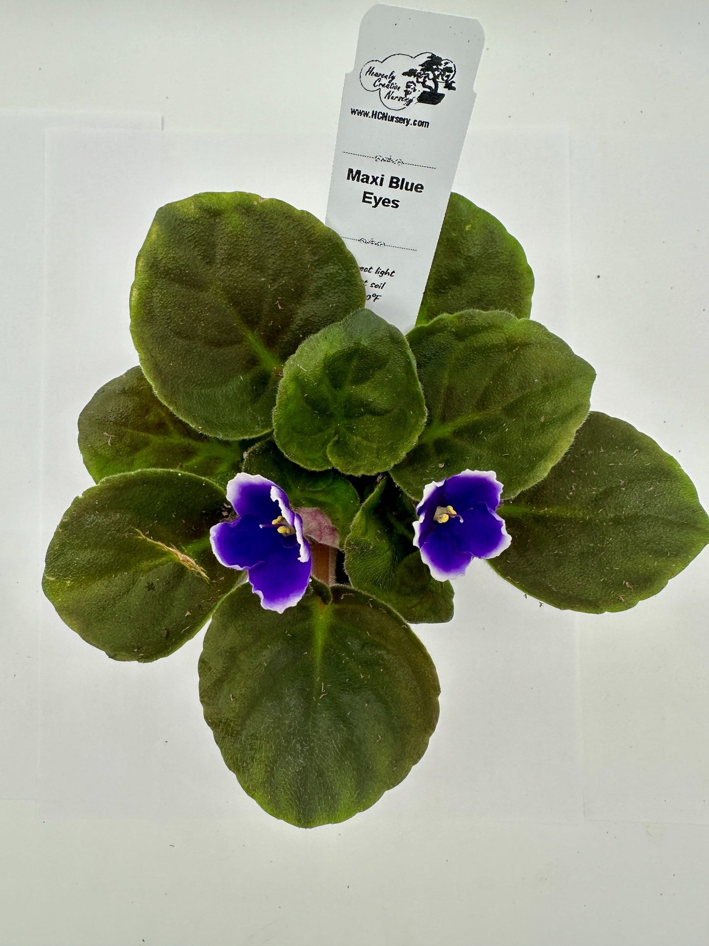 Maxi Blue Eyes - Live African Violet 4"