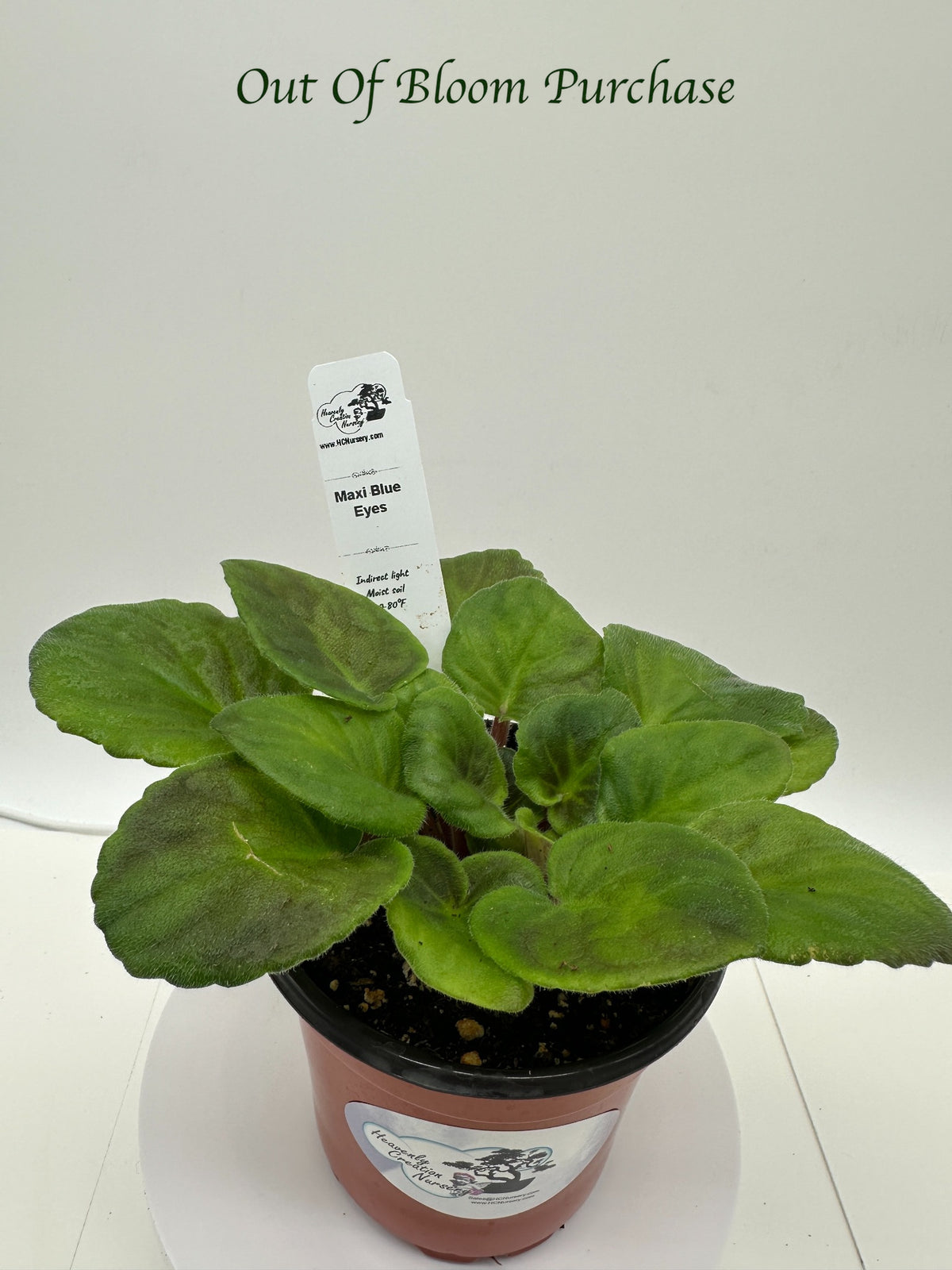 Maxi Blue Eyes - Live African Violet 4"