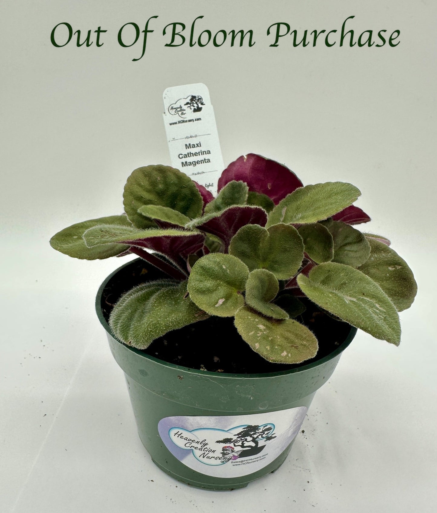 Maxi Catherina Magenta - Live African Violet 4"