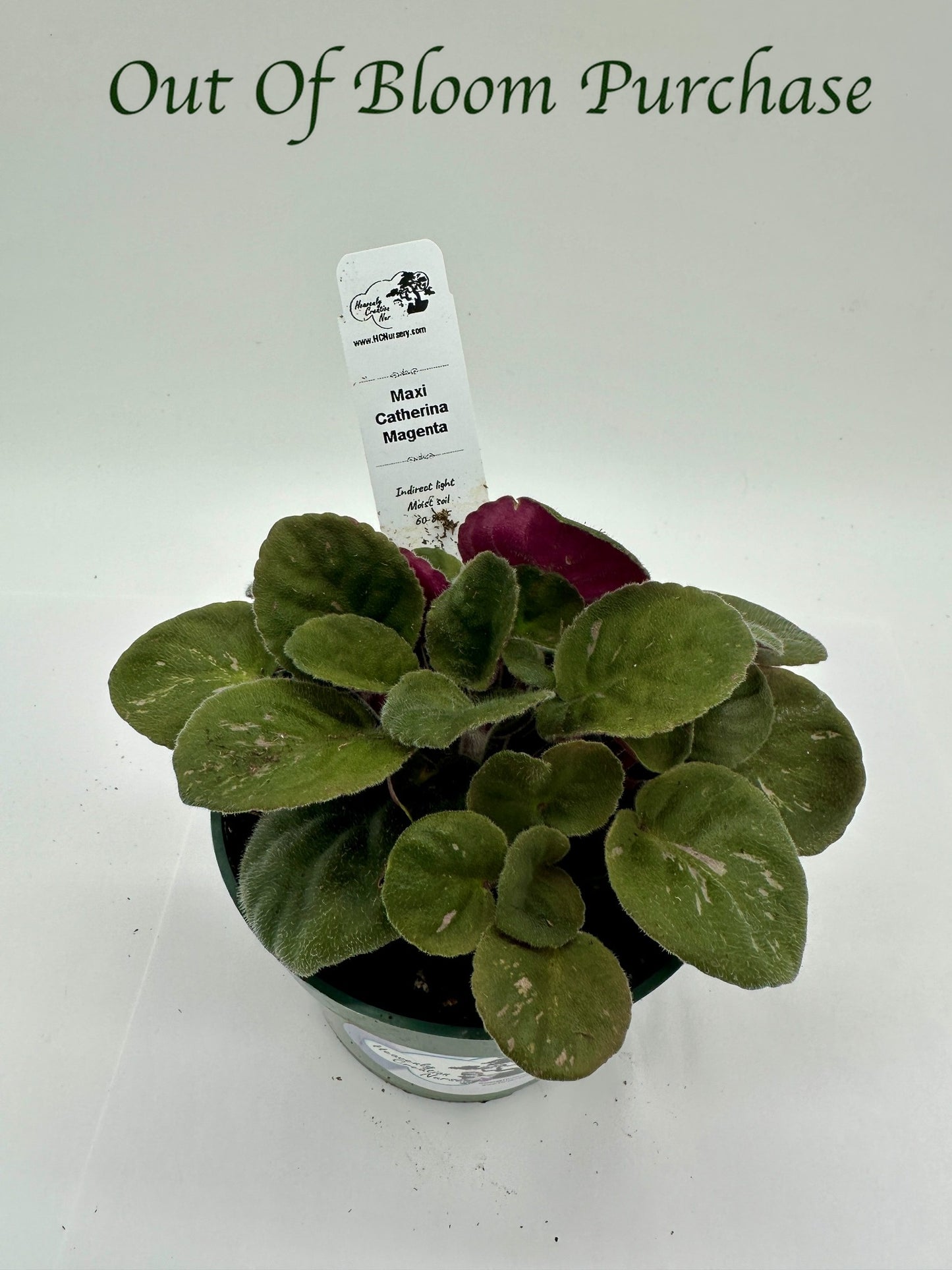 Maxi Catherina Magenta - Live African Violet 4"
