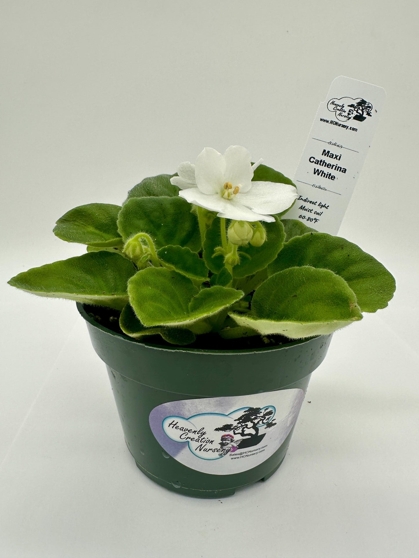 Maxi Catherina White - Live African Violet 4"