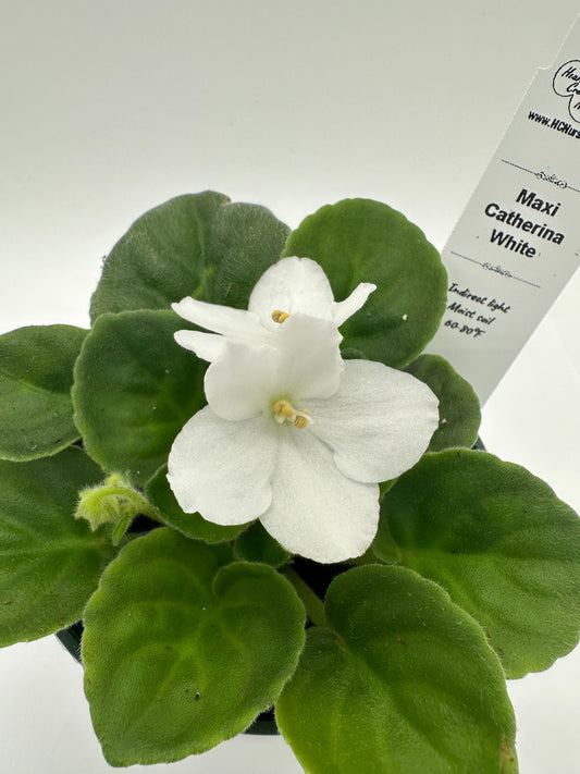 Maxi Catherina White - Live African Violet 4"