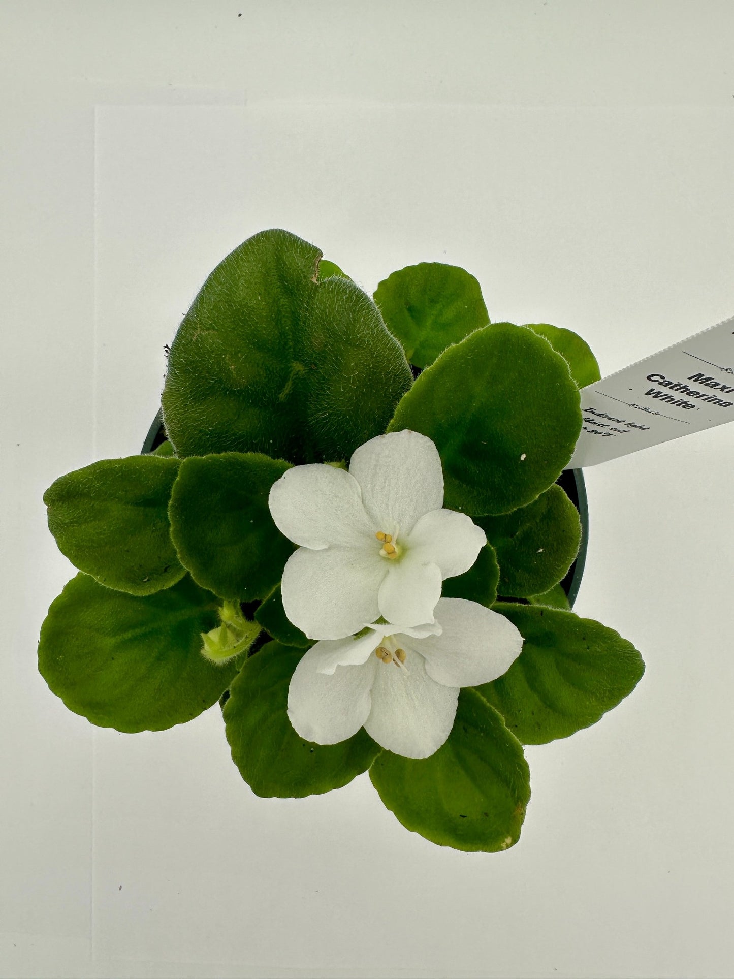 Maxi Catherina White - Live African Violet 4"