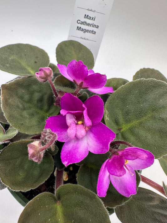 Maxi Catherina Magenta - Live African Violet 4"