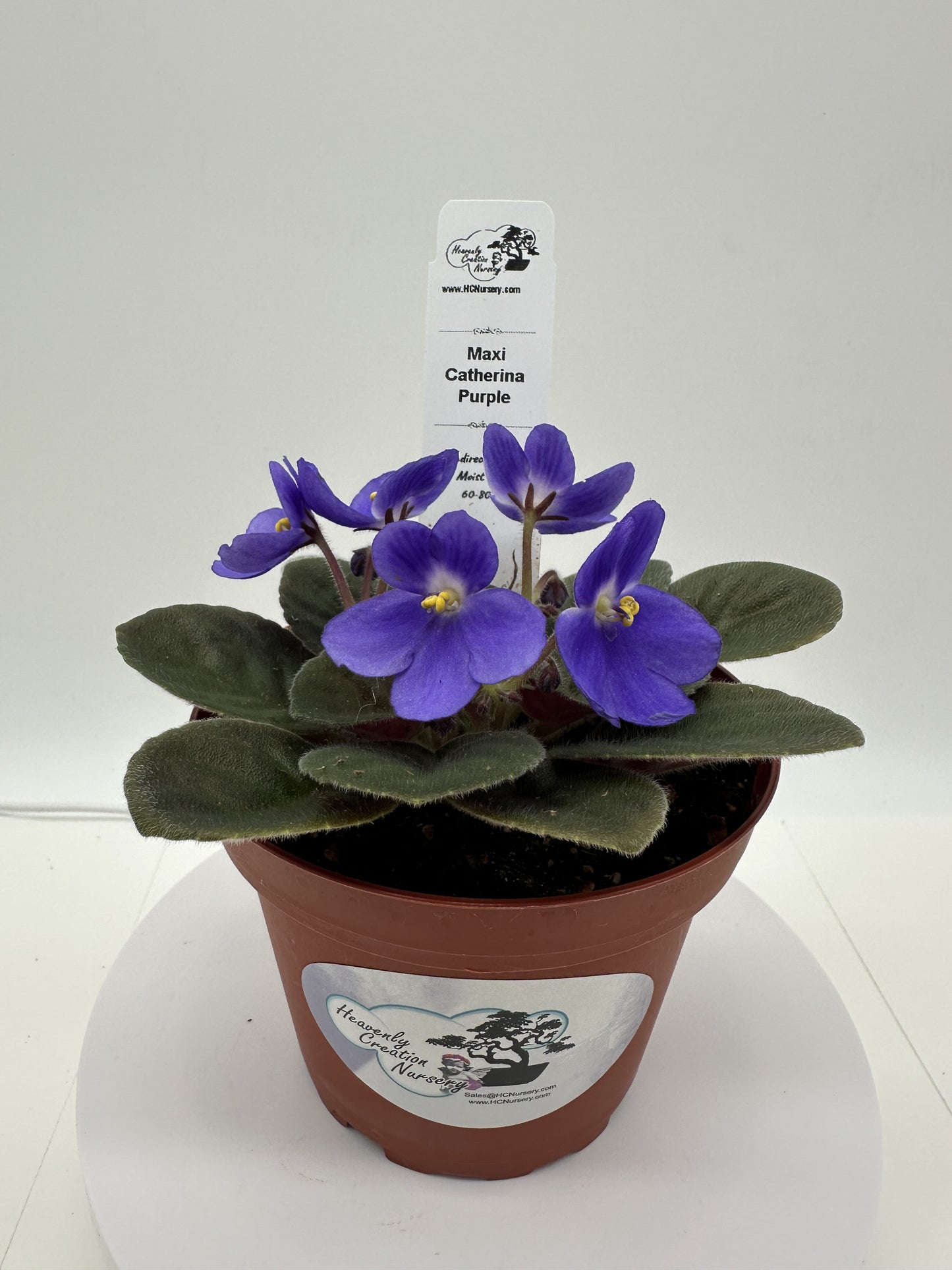 Maxi Catherina Purple - Live African Violet 4"
