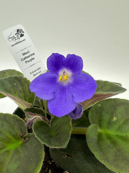 Maxi Catherina Purple - Live African Violet 4"